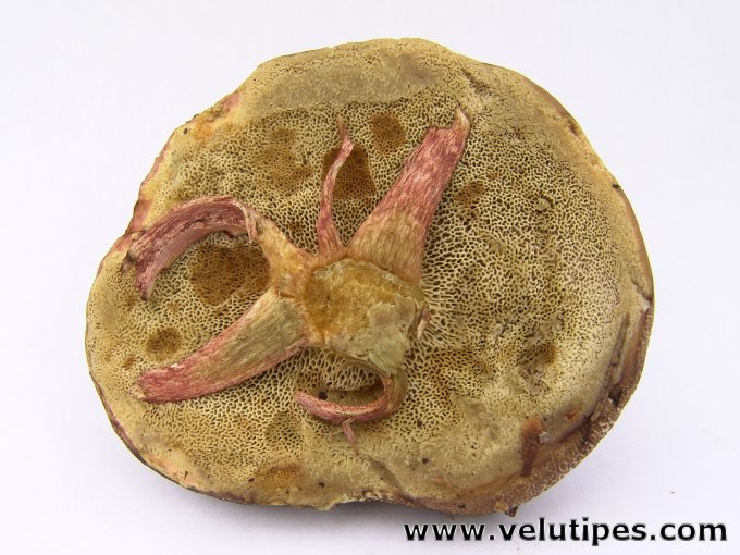Xerocomus chrysenteron
