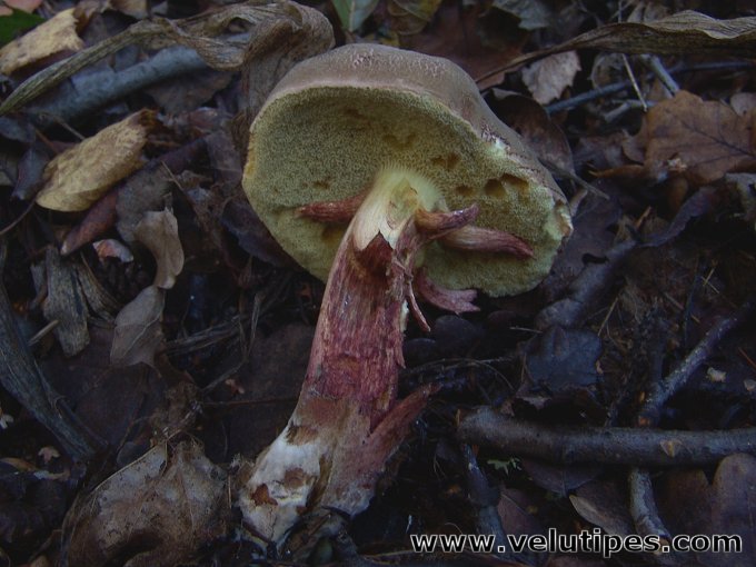 Xerocomus chrysenteron