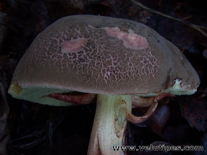 Xerocomus chrysenteron