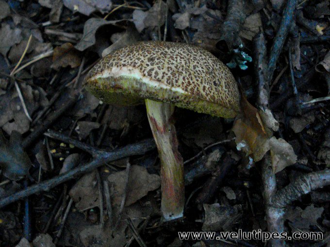  Xerocomus porosporus 