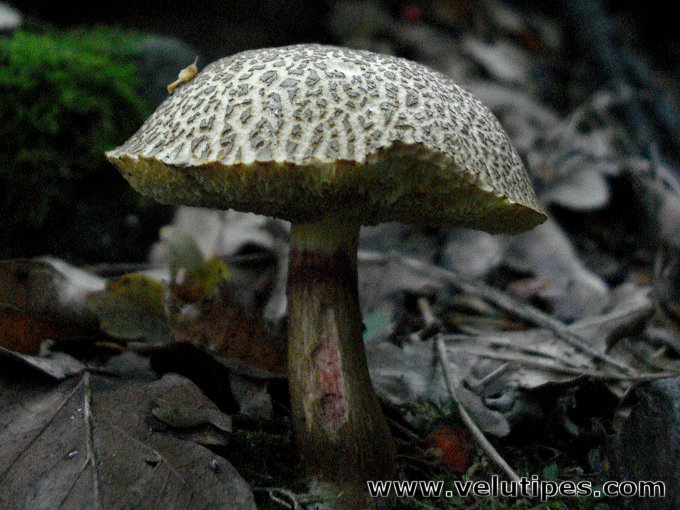  Xerocomus porosporus 