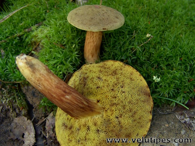 Xerocomus Subtomentosus Samettitatti Natural Fungi In Finland Xerocomus Subtomentosus Samettitatti Natural Fungi In Finland