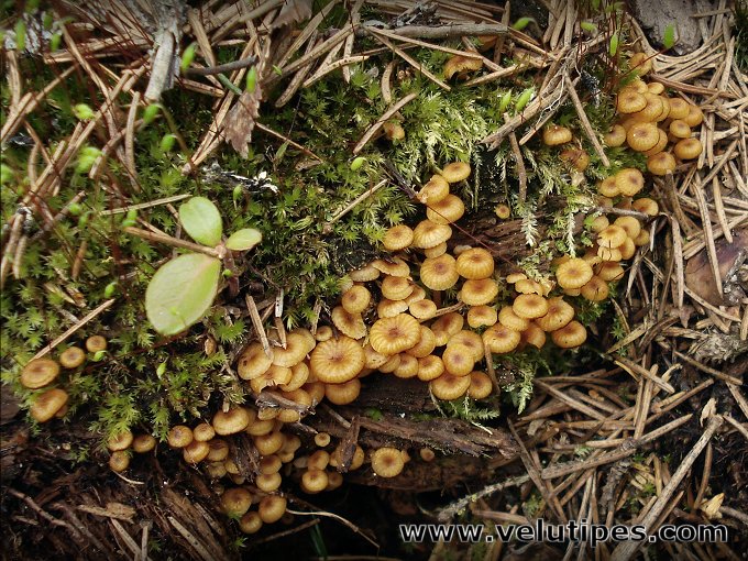  Xeromphalina campanella 