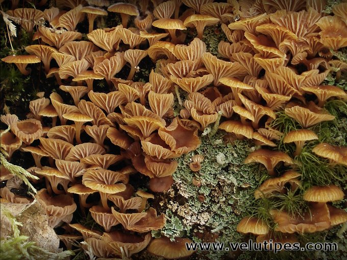  Xeromphalina campanella 