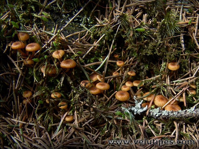  Xeromphalina campanella 