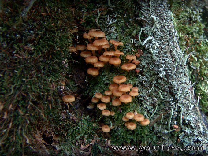  Xeromphalina campanella 