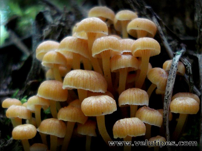 Xeromphalina campanella 
