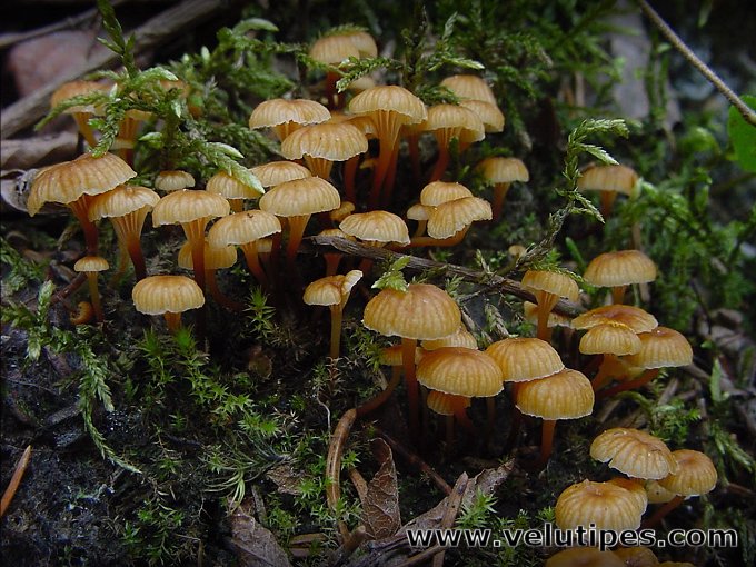  Xeromphalina campanella 
