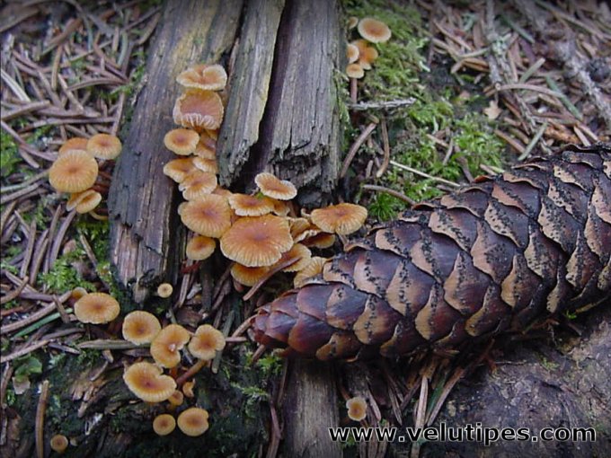  Xeromphalina campanella 