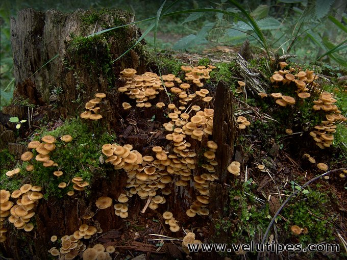  Xeromphalina campanella 