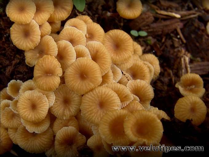  Xeromphalina campanella 