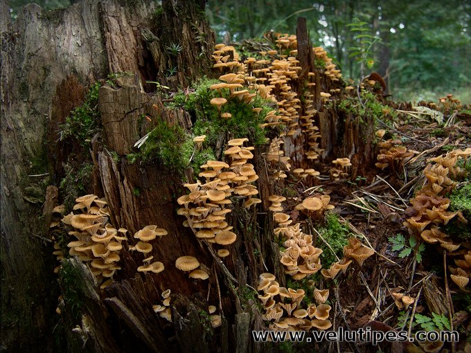  Xeromphalina campanella 