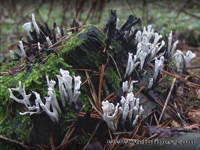 Xylaria hypoxylon 