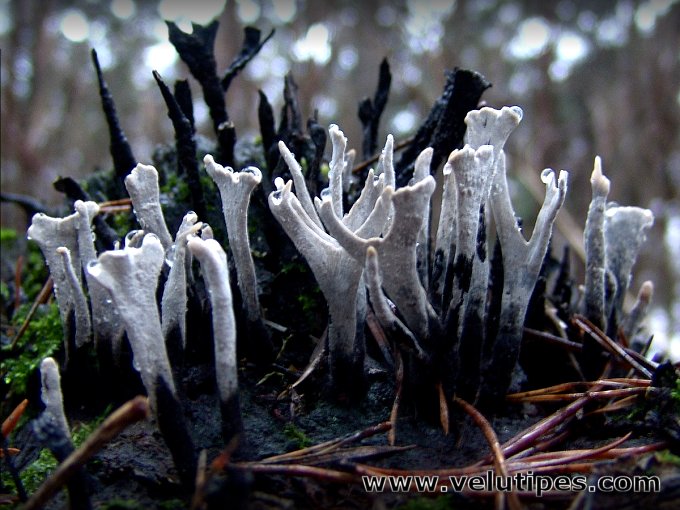  Xylaria hypoxylon 