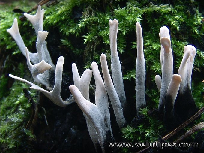  Xylaria hypoxylon 