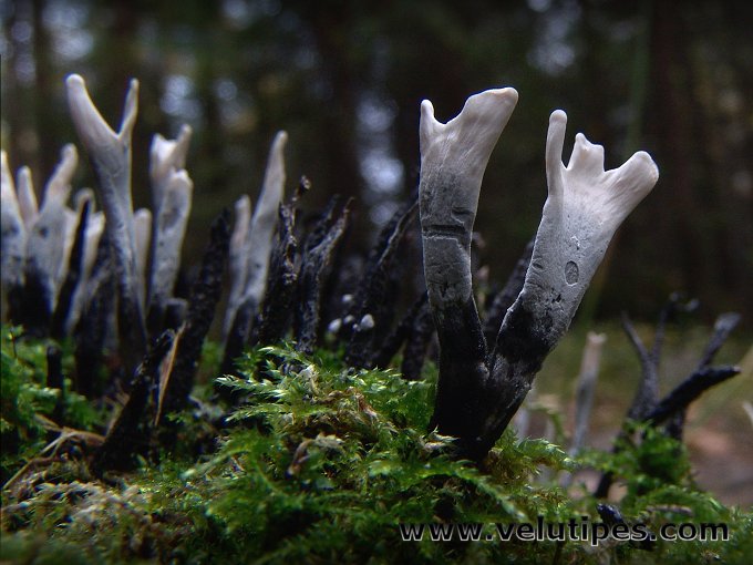 Xylaria hypoxylon