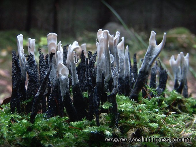Xylaria hypoxylon