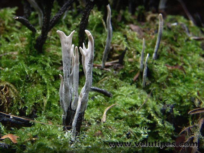 Xylaria hypoxylon