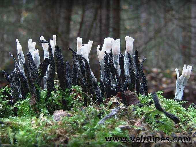 Xylaria hypoxylon