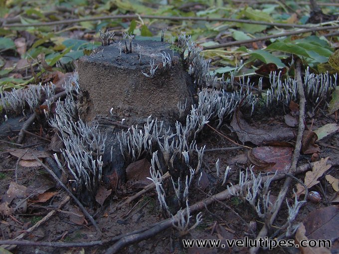 Xylaria hypoxylon