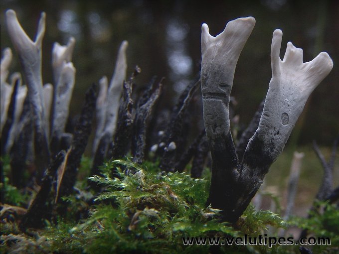 Xylaria hypoxylon