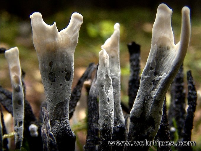Xylaria hypoxylon