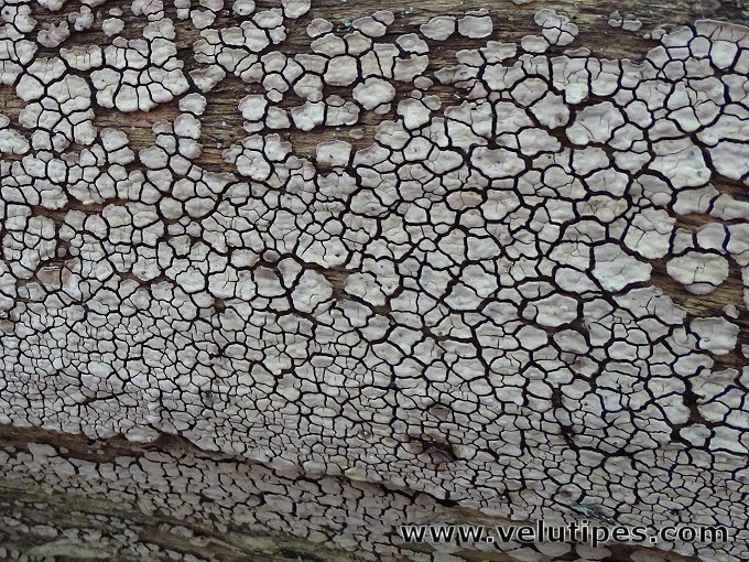 Xylobolus frustulatus