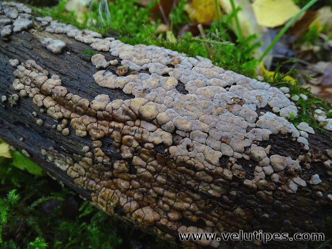 Xylobolus frustulatus