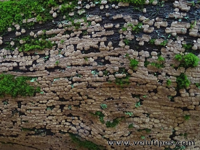 Xylobolus frustulatus