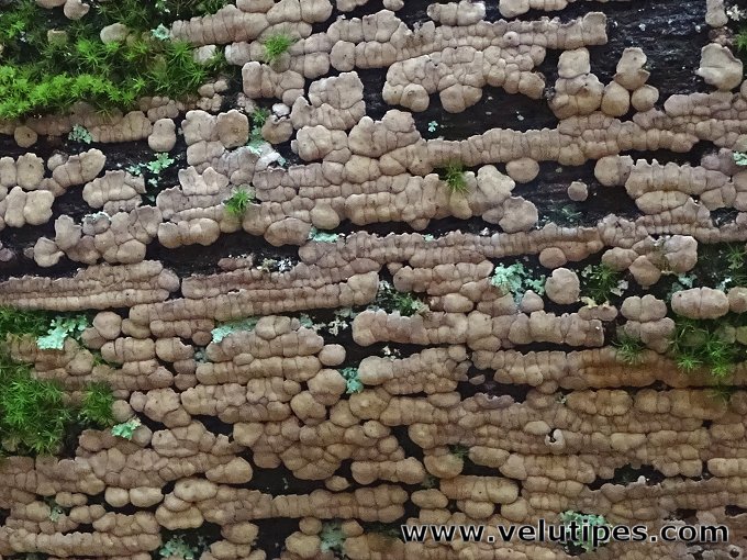 Xylobolus frustulatus