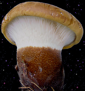  Paxillus atrotomentosus 