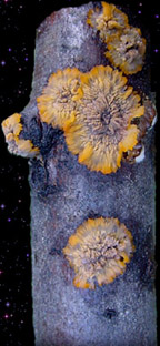  Phlebia radiata 