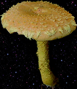  Pholiota flammans 