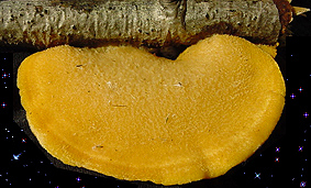  Phyllotopsis nidulans 