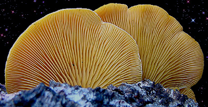  Phyllotopsis nidulans 