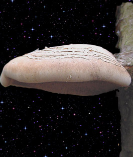  Piptoporus betulinus 