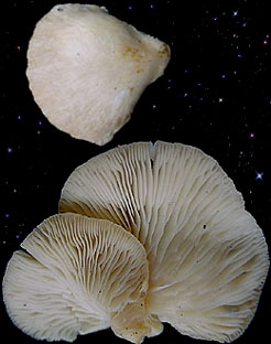  Pleurotus pulmonarius 