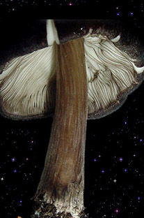  Pluteus tricuspidatus 