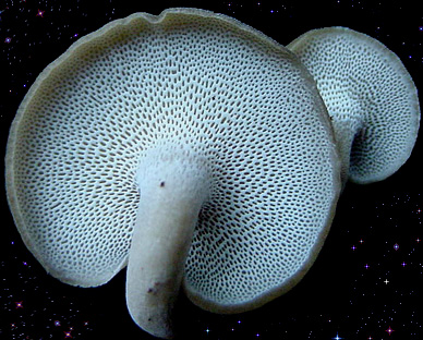  Polyporus brumalis 
