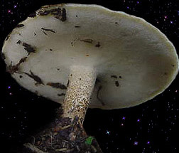  Polyporus ciliatus 