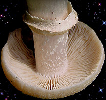  Rozites caperatus
	 Cortinarius caperatus 