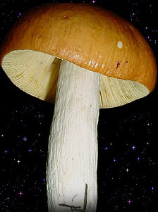  Russula decolorans 