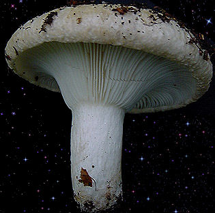  Russula delica 