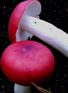  Russula emetica 