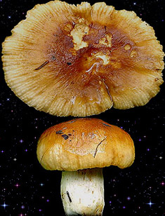  Russula foetens 