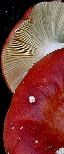  Russula paludosa 