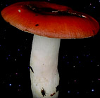  Russula paludosa 