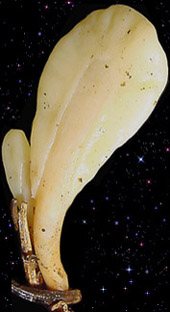  Spathularia rufa 