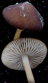  Strobilurus esculentus 