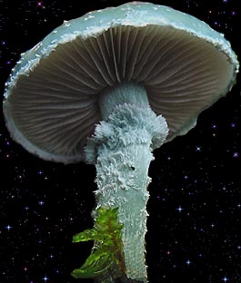  Stropharia aeruginosa 